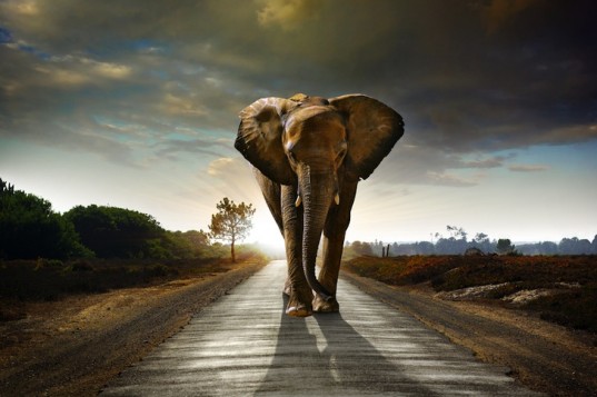African-Elephant-on-the-Road-537x357