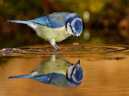 bird reflection