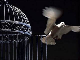 flying+bird+out+of+its+cage+the+best+for+the+post