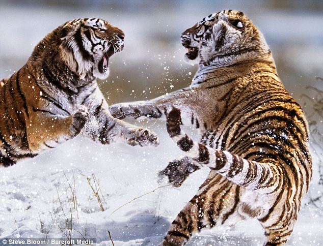 tigers fight