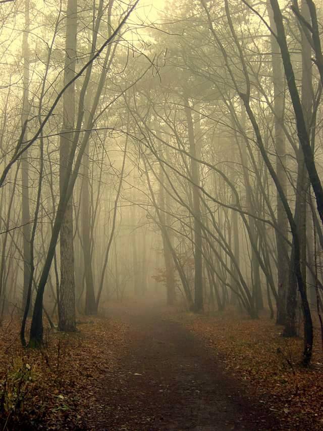 Misty path thru the woods