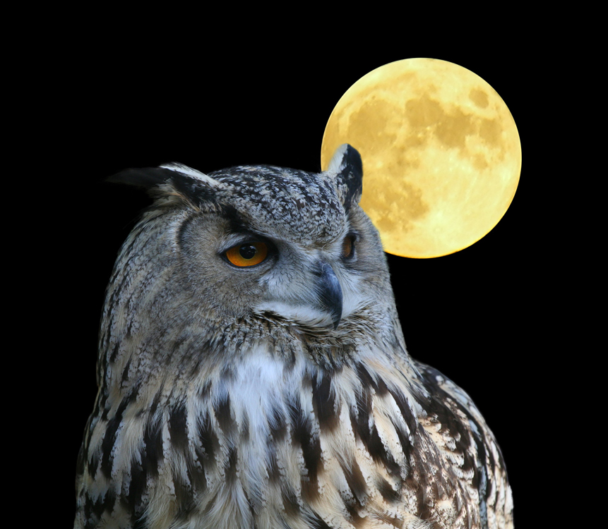 A photo of an owl